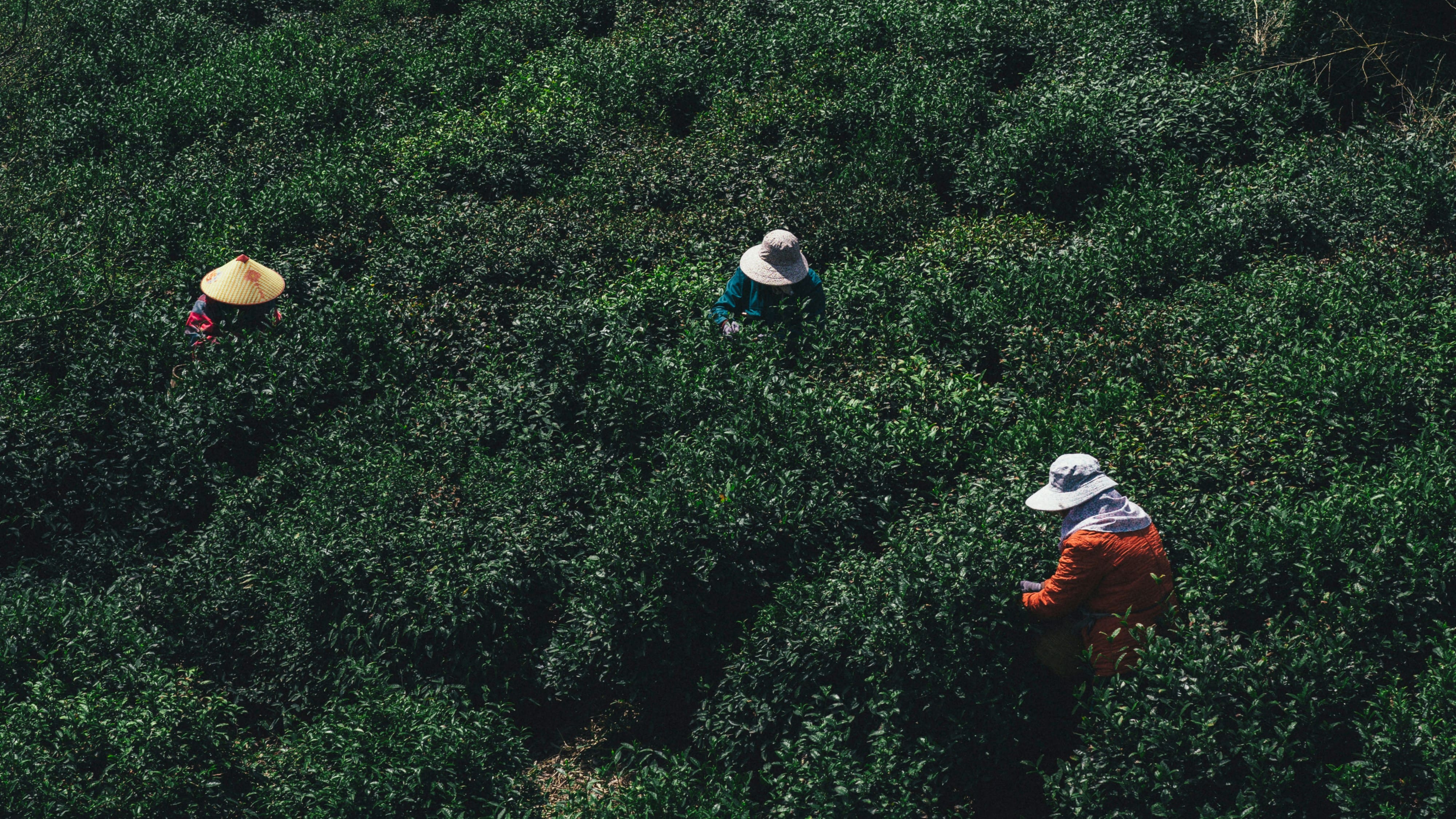 Agricultural Background